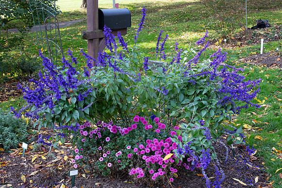 Salvia
