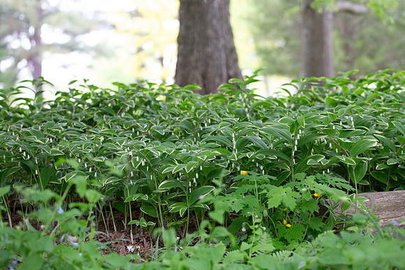 Solomon Seal
