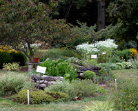 Culinary Herb Bed