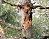 Habitat