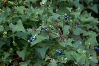 Invasives