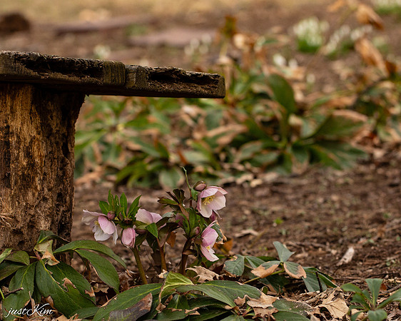 Helebores