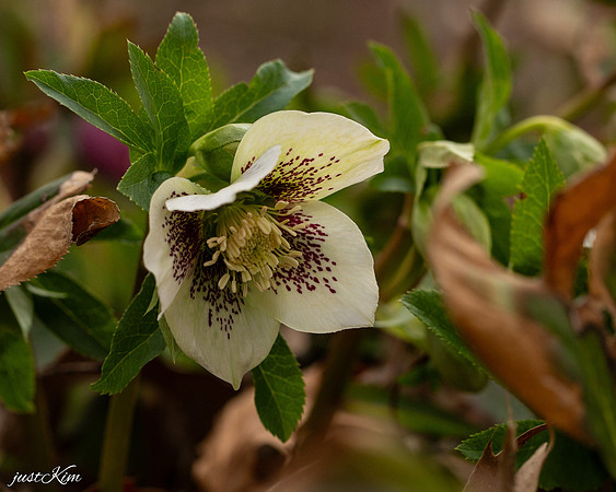 Helebores