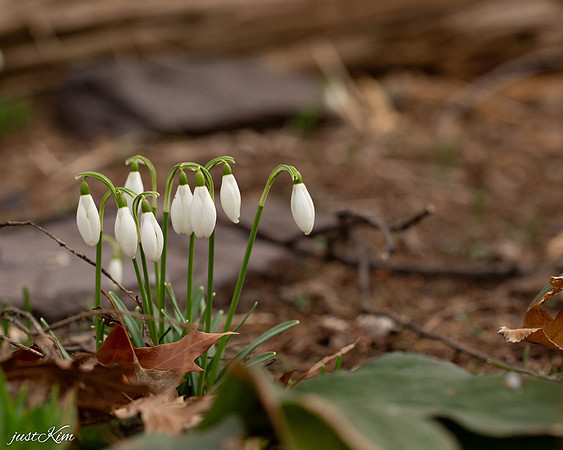 Snowdrops