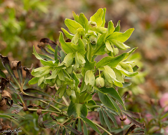 Helebores (native)