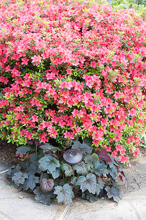 Heuchera (bottom)