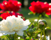 TeachingGardenFeed