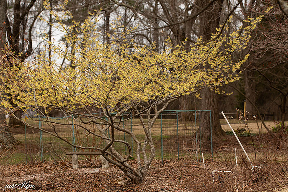 Witch Hazel