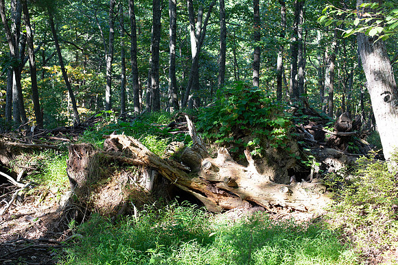 AAH Site Visit - habitat