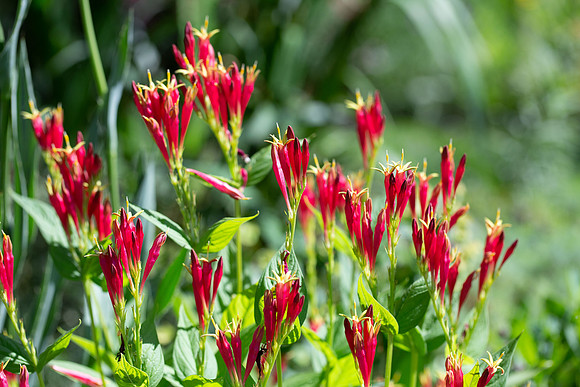 Indian Pinks
