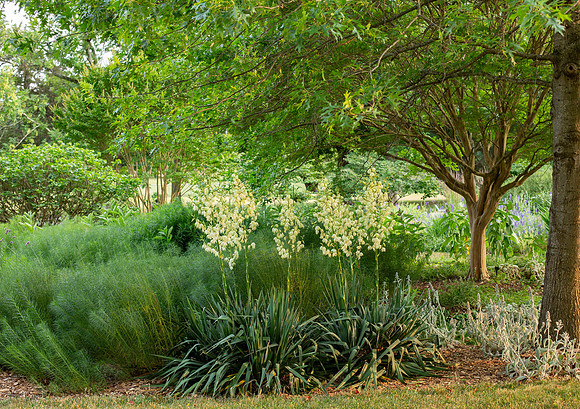 yucca in bloom