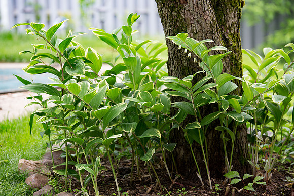 Solomon's Seal