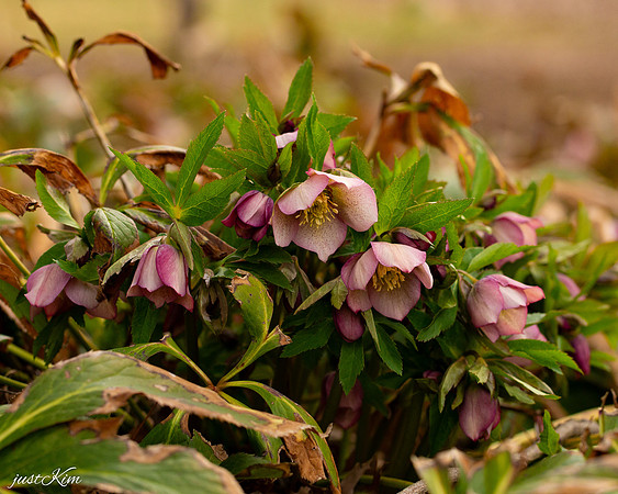 Helebores