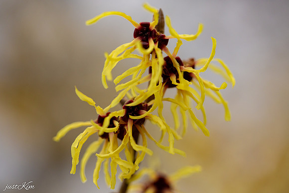 Witch Hazel