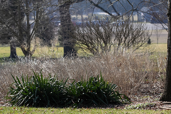 yucca in winter