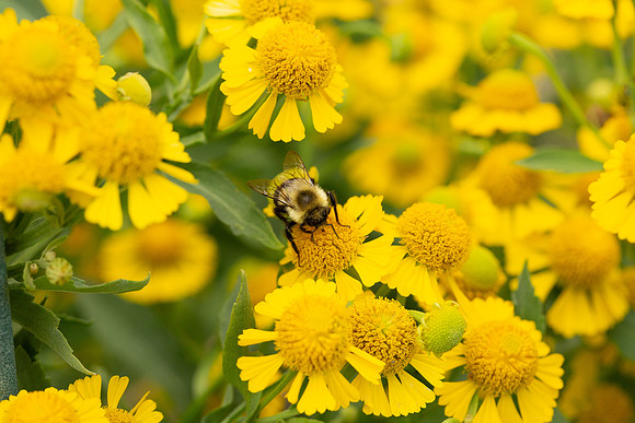 Sneezeweed